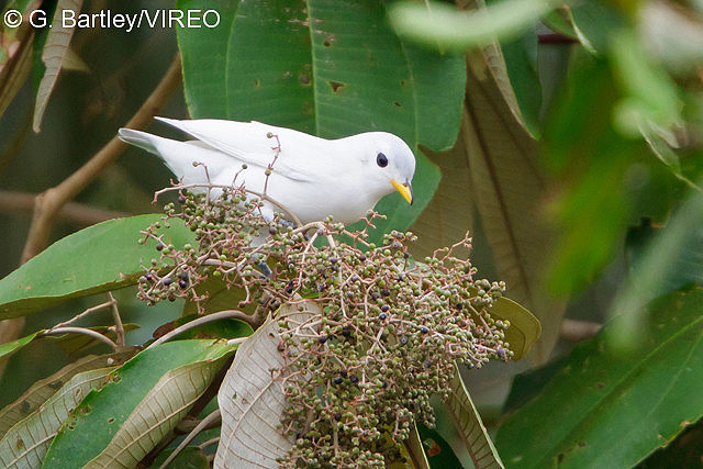 Yellow-billed Cotinga b57-18-170.jpg